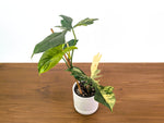 Philodendron Florida Beauty x Mayoi Variegated - Exact Plant #24A in 4" Pot