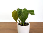 Philodendron Glorious (Gloriosum x Melanochrysum)