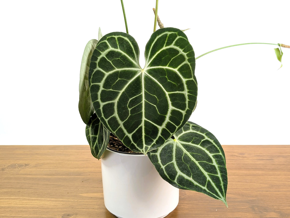 Anthurium Clarinervium Seed Grown Open-Pollinated Hybrids