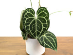 Anthurium Clarinervium Seed Grown Open-Pollinated Hybrids