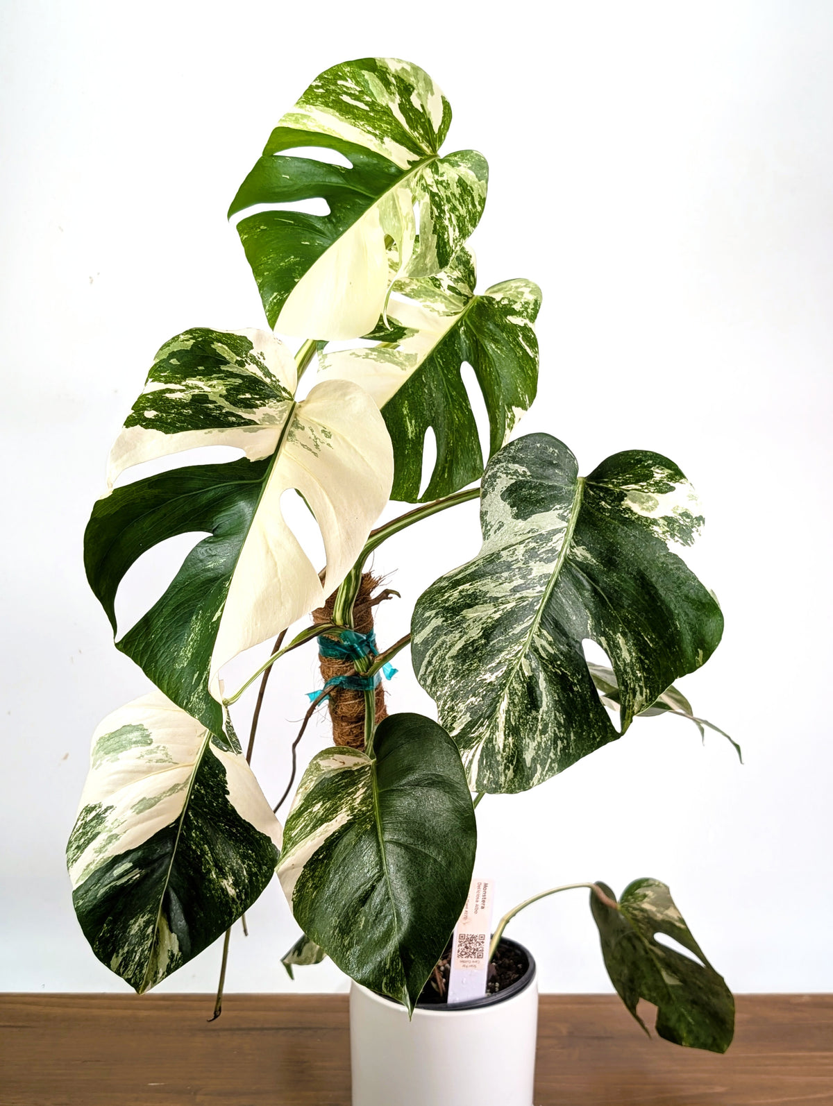 Monstera Albo Borsigniana Variegata - Exact Plant #27D - 6" Pot