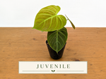 Philodendron Rubrijuvenile 'El Choco Red'