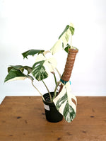 Monstera deliciosa 'Albo Variegata' - Exact Plant #20C - 6" Pot