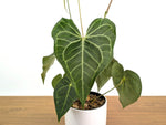 Anthurium Clarinervium Seed Grown Open-Pollinated Hybrids