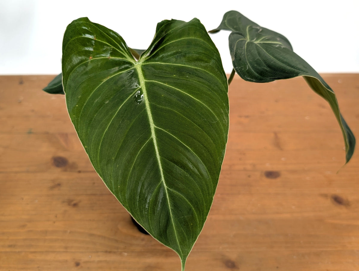 Philodendron Glorious (Gloriosum x Melanochrysum)