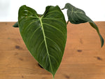 Philodendron Glorious (Gloriosum x Melanochrysum)