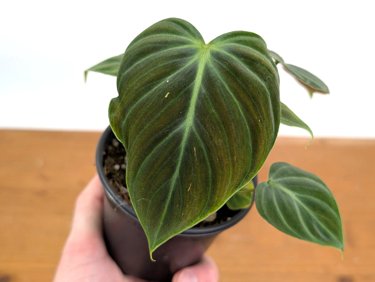 Philodendron Rubrijuvenile 'El Choco Red'