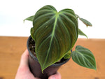 Philodendron Rubrijuvenile 'El Choco Red'