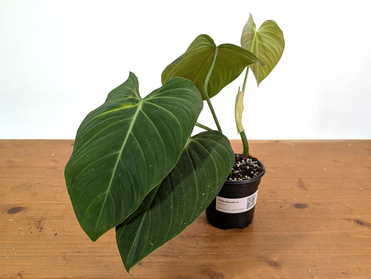 Philodendron Glorious (Gloriosum x Melanochrysum)