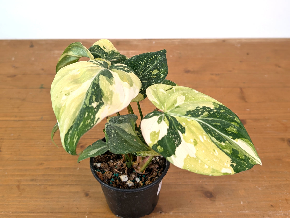 Philodendron Gloriosum Variegated (Type 2) - EXACT Plant #19C