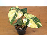 Philodendron Gloriosum Variegated (Type 2) - EXACT Plant #19C