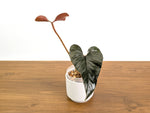 Philodendron Squamicaule Pink
