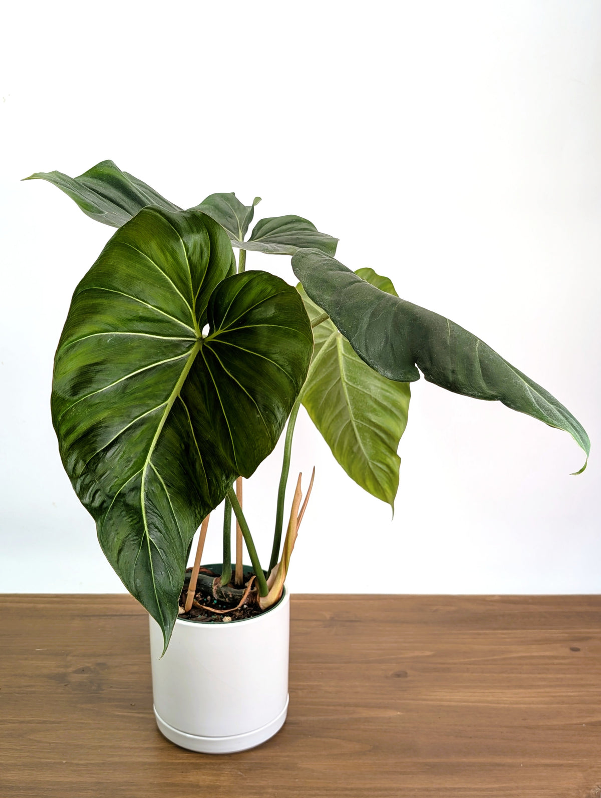 Philodendron Gloriosum x Maximum - Exact Plant #26B - 6" Pot