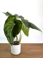 Philodendron Gloriosum x Maximum - Exact Plant #26B - 6" Pot