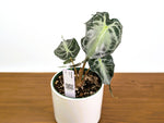 Alocasia Venom