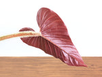 Philodendron Squamicaule Pink