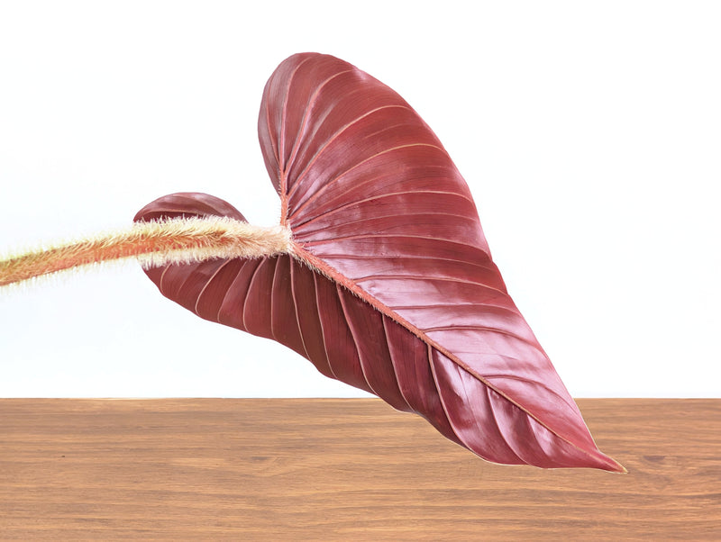 Philodendron Squamicaule Pink