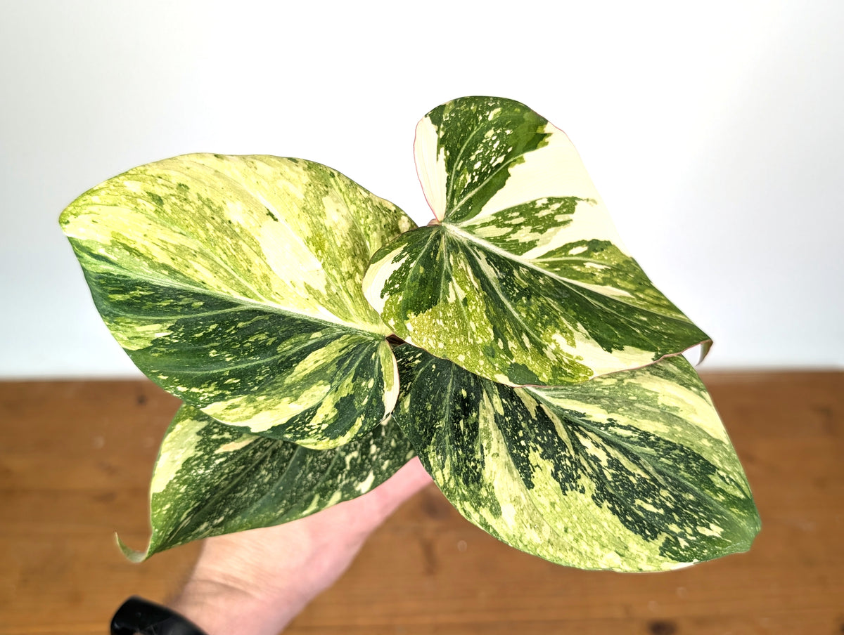 Philodendron Gloriosum Variegated (Type 2) - EXACT Plant #19E