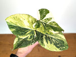 Philodendron Gloriosum Variegated (Type 2) - EXACT Plant #19E