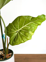 Philodendron Gloriosum x Maximum Variegated - Exact Plant #24A HUGE Leaf over 12" in 6" Pot