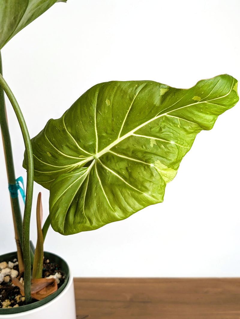 Philodendron Gloriosum x Maximum Variegated - Exact Plant #24A HUGE Leaf over 12" in 6" Pot