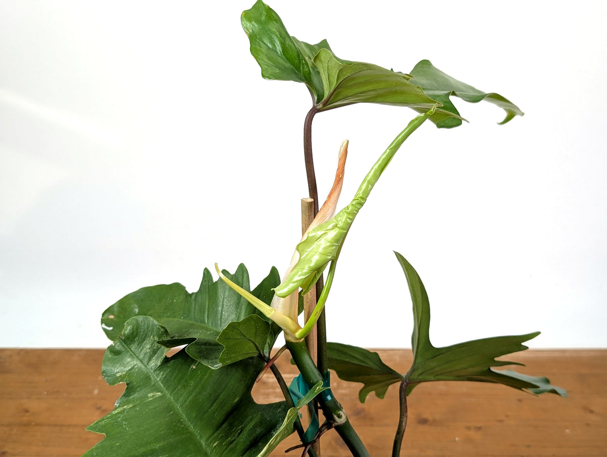 Philodendron Florida Beauty x Mayoi - Exact Plant #10D