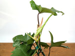 Philodendron Florida Beauty x Mayoi - Exact Plant #10D