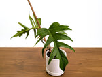 Philodendron Florida Beauty x Tortum (Variegated) Exact Plant #10A