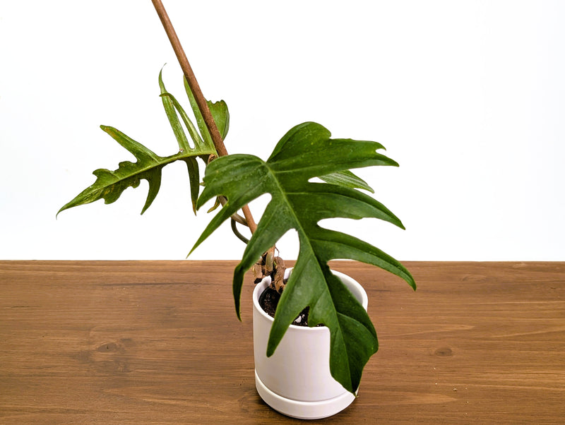 Philodendron Florida Beauty x Tortum (Variegated) Exact Plant #10A
