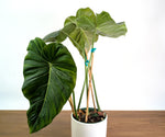 Philodendron Gloriosum x Maximum - Exact Plant #26B - 6" Pot