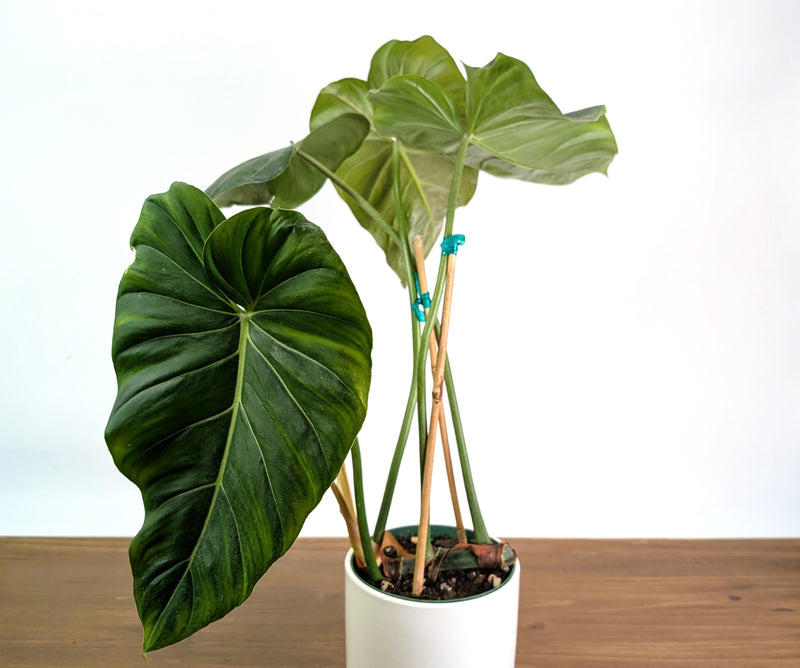 Philodendron Gloriosum x Maximum - Exact Plant #26B - 6" Pot