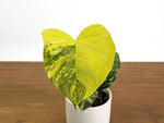 Philodendron Florida Beauty × Fuzzy Petiole Variegated - Exact Plant #31A - One of a Kind