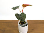 Philodendron Squamicaule Pink
