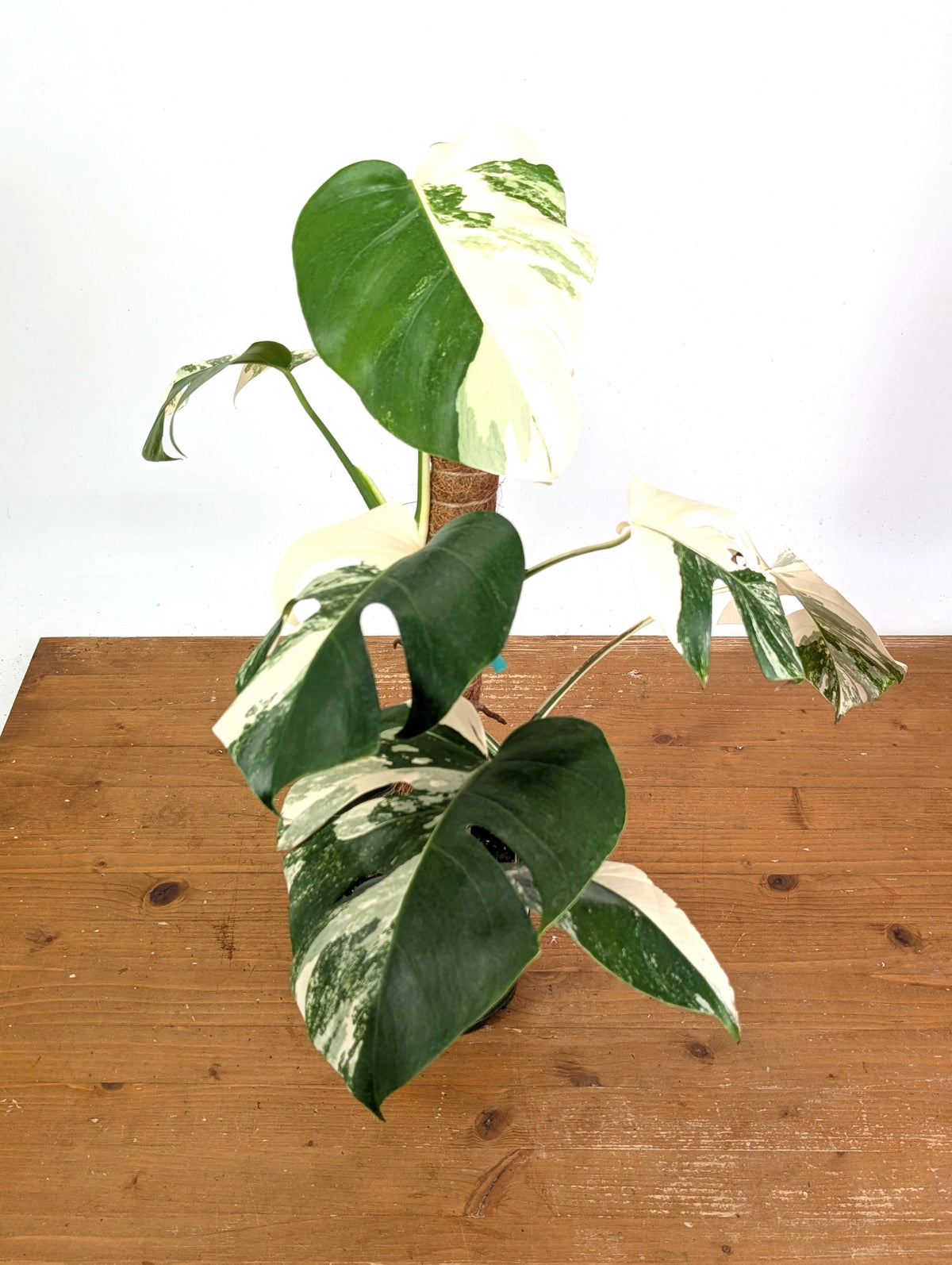 Monstera deliciosa 'Albo Variegata' - Exact Plant #20C - 6" Pot