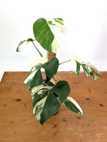 Monstera deliciosa 'Albo Variegata' - Exact Plant #20C - 6" Pot