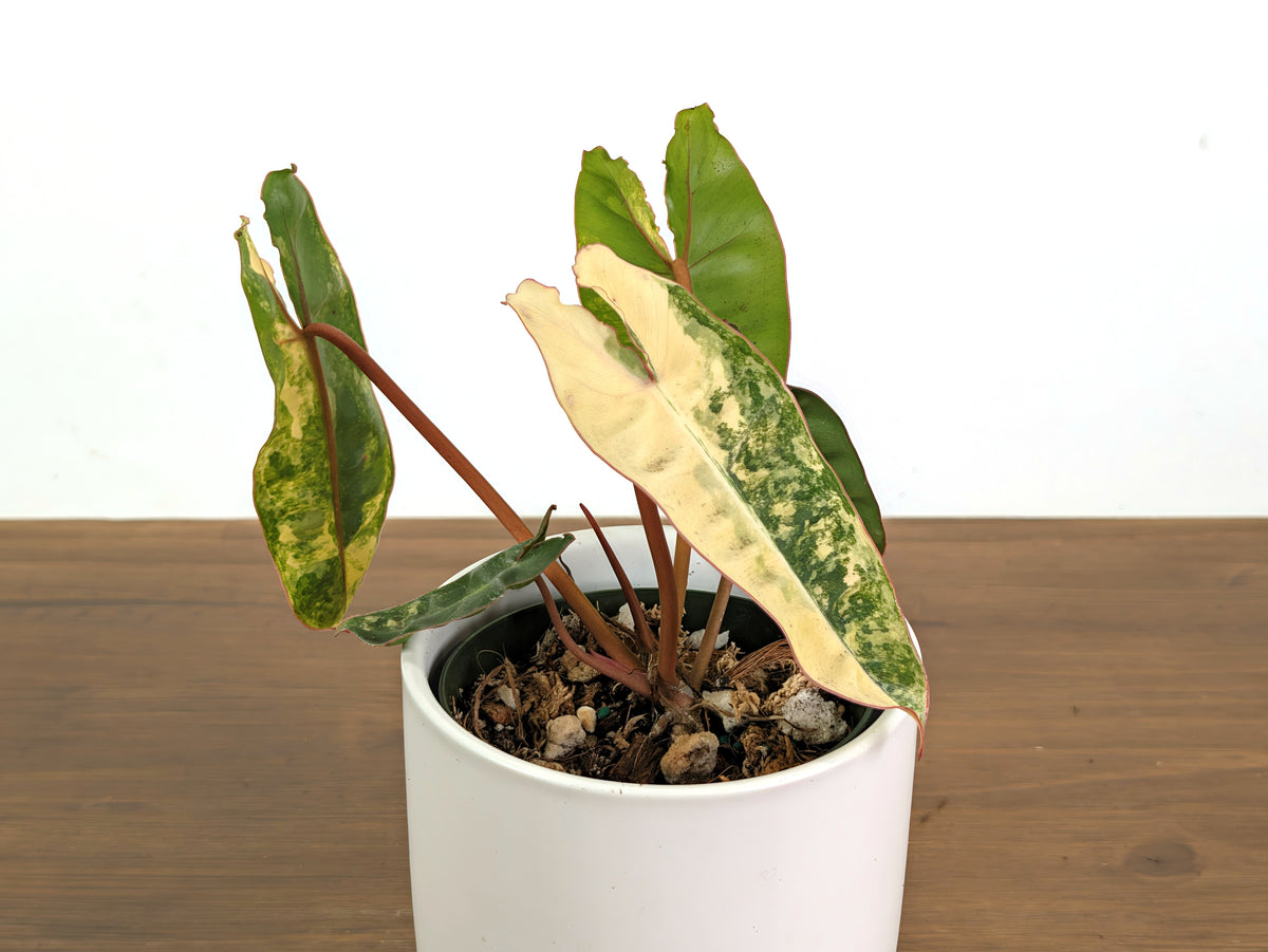 Philodendron Billietiae Variegated