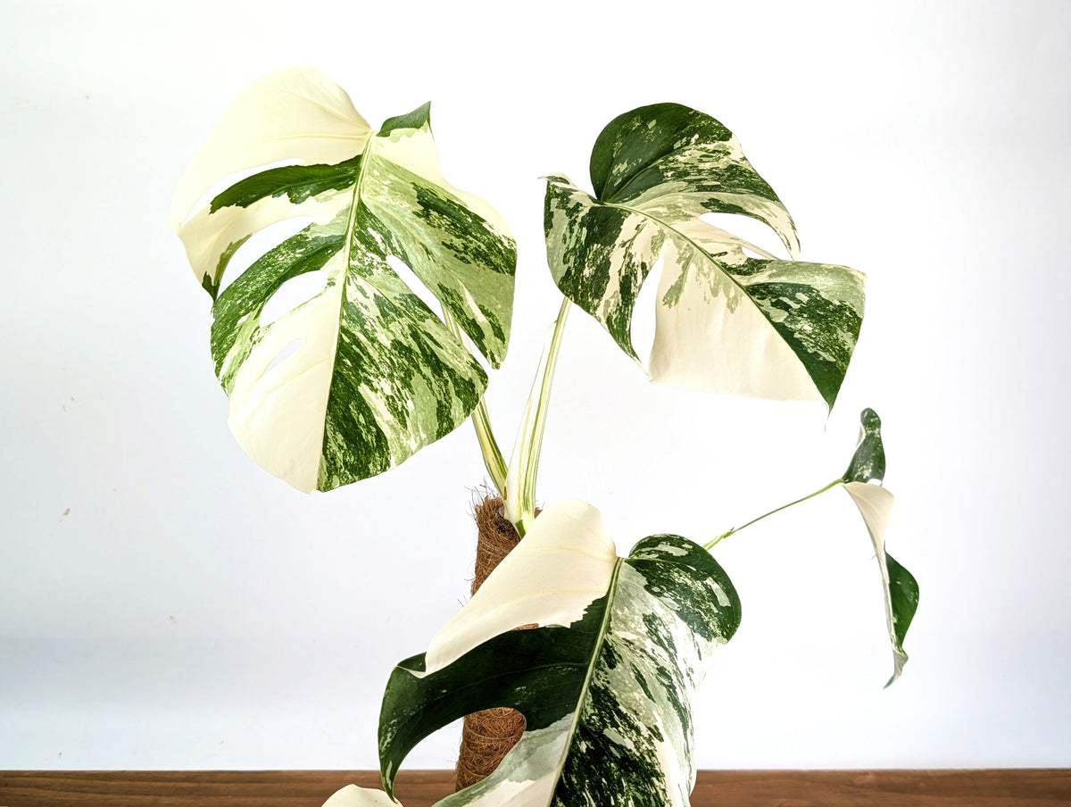 Monstera Albo - Exact Plant #13D Half Moon