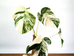 Monstera Albo - Exact Plant #13D Half Moon