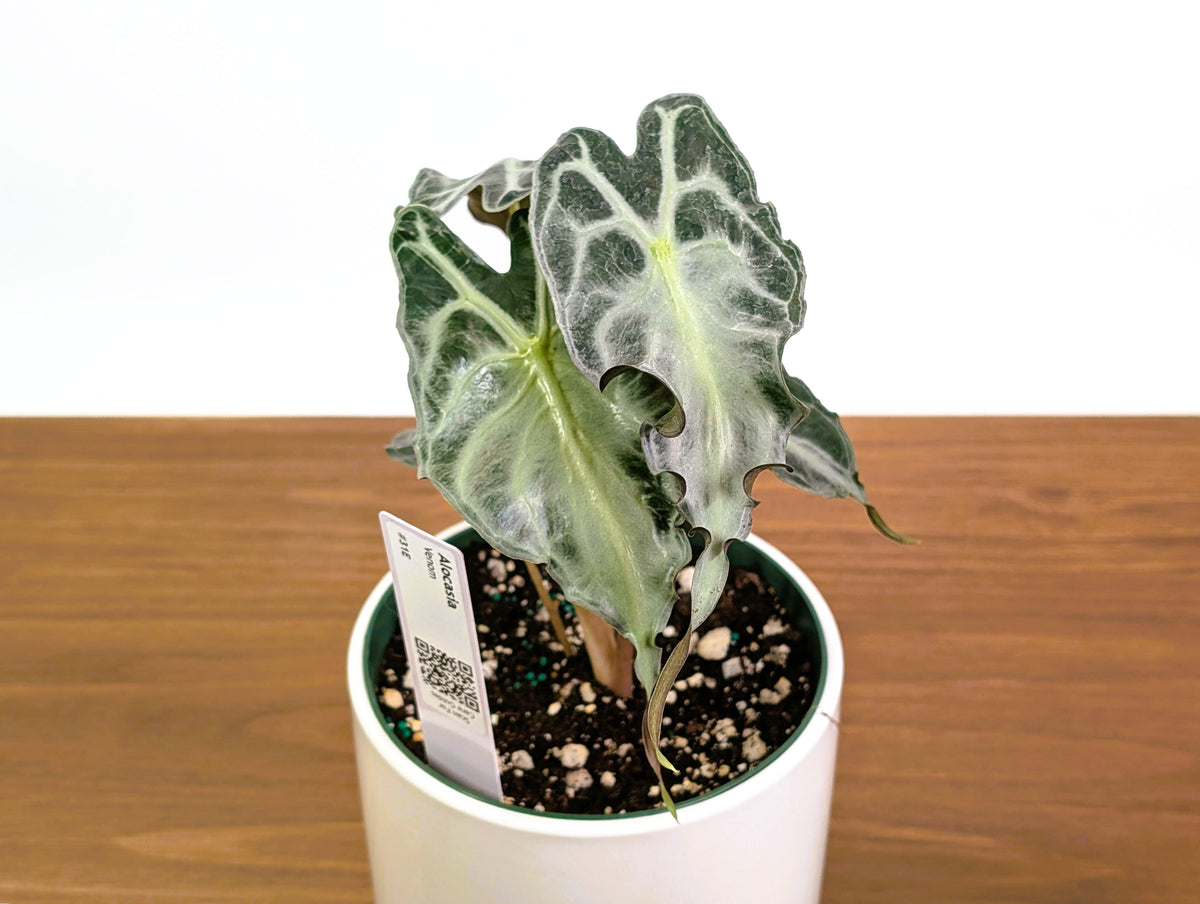 Alocasia Venom