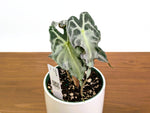 Alocasia Venom