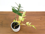 Philodendron Florida Beauty Variegated x Tortum Exact Plant in 4" Pot - #27A