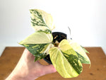 Philodendron Gloriosum Variegated (Type 2) - EXACT Plant #20E