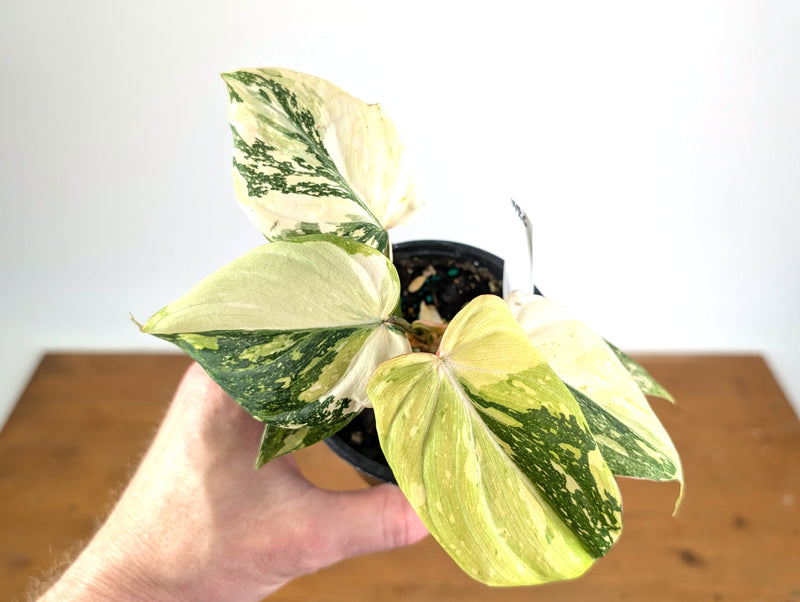 Philodendron Gloriosum Variegated (Type 2) - EXACT Plant #20E