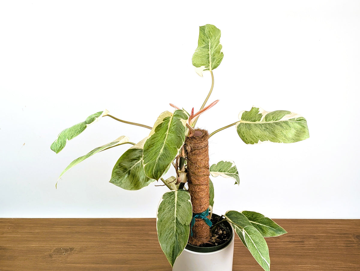 Philodendron Shady Lady - Exact Plant #25A - Approx 2ft Tall