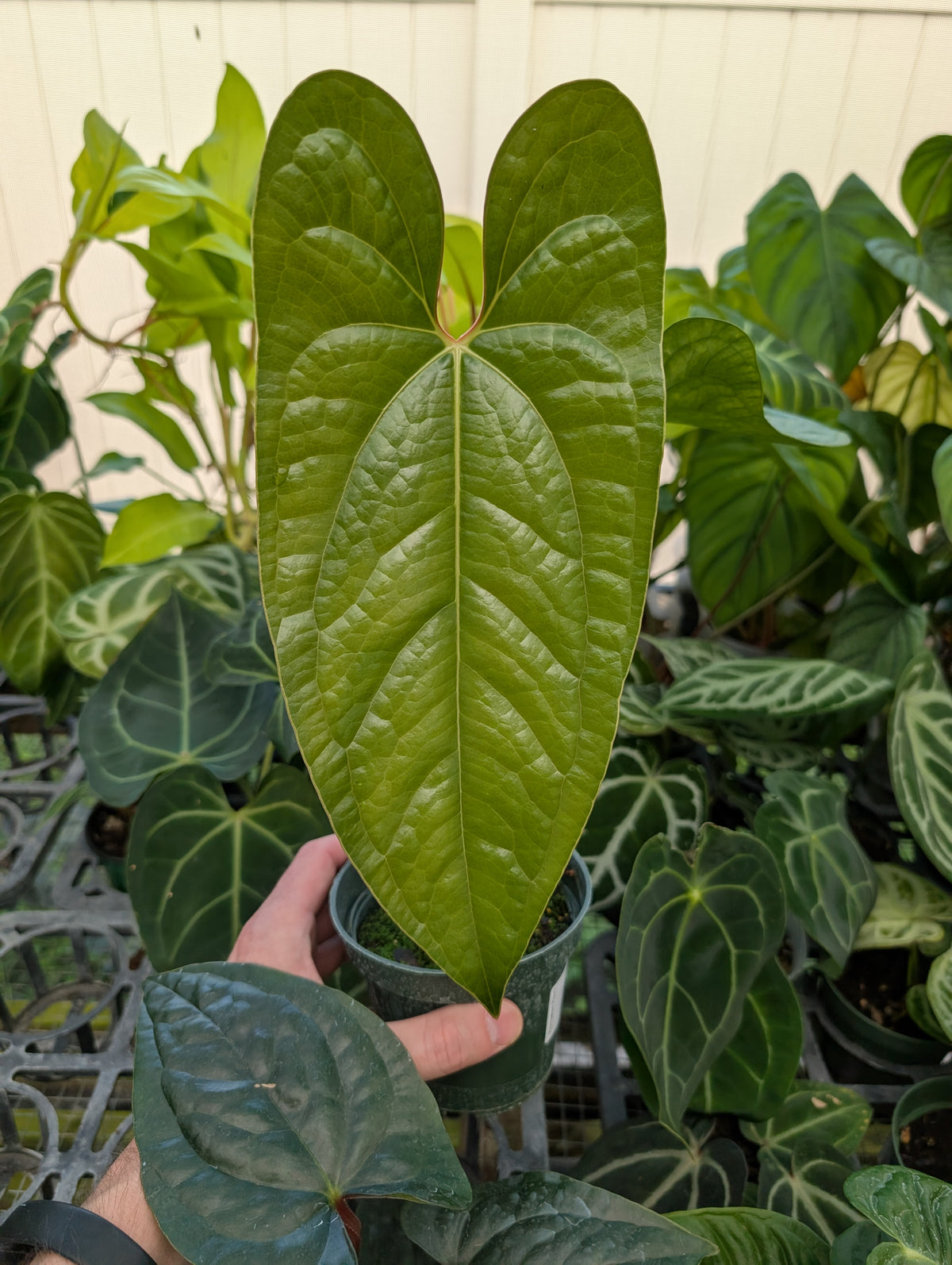 Anthurium 'Happy Bunny' (Pinkleyi x Luxurians)