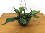 Staghorn Fern  (Platycerium bifurcatum)