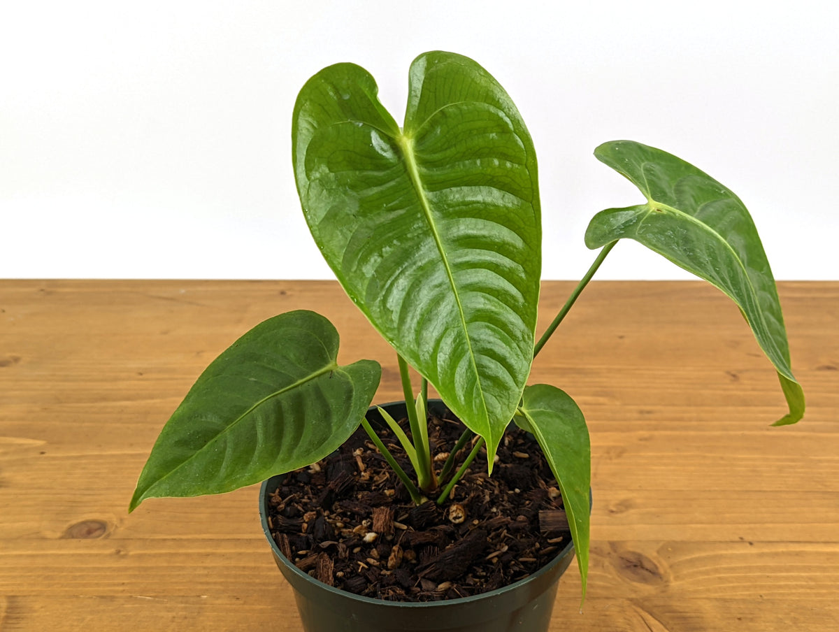 Anthurium Veitchii 'King'
