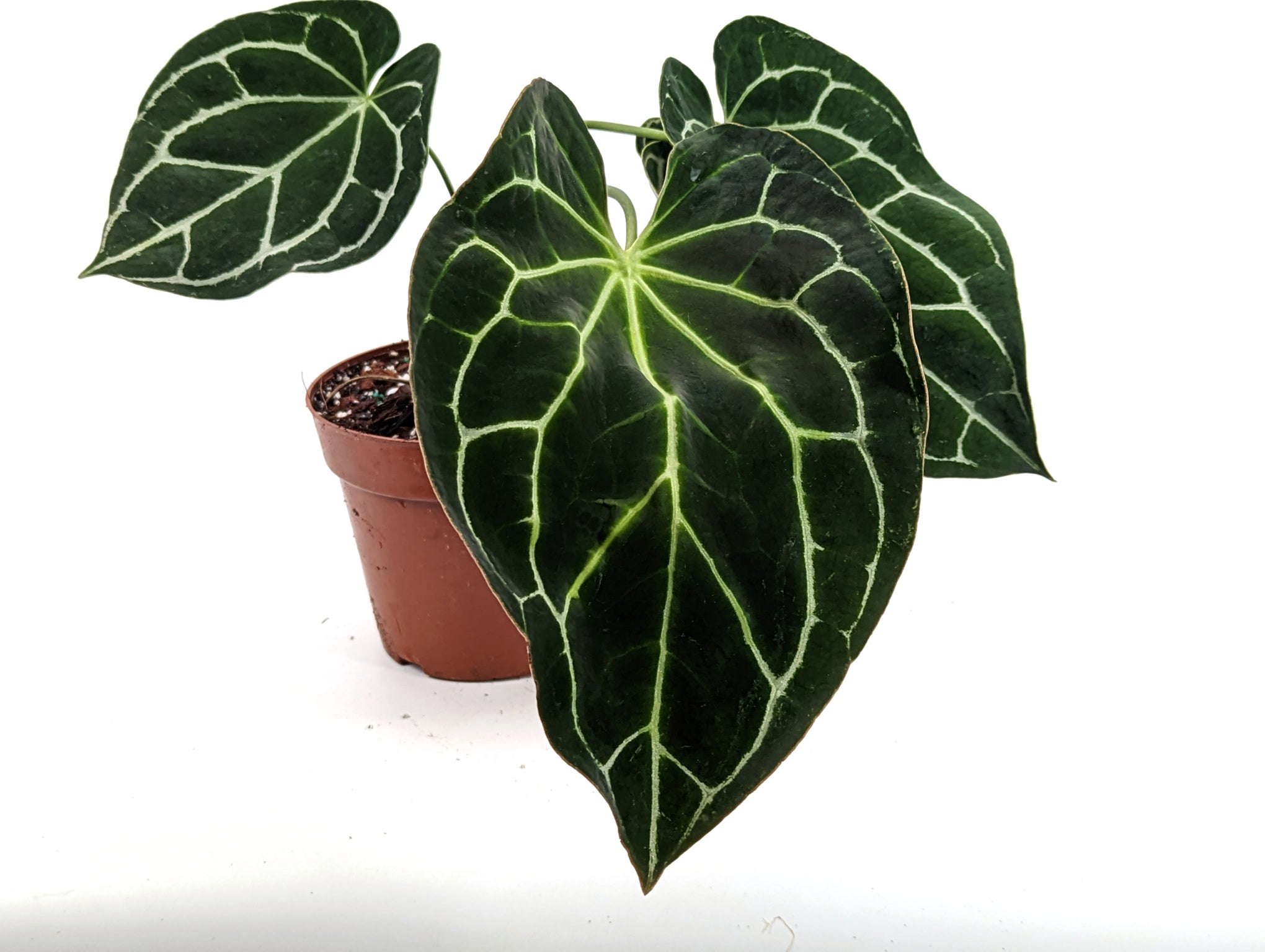 Anthurium Crystallinum Cyrstal