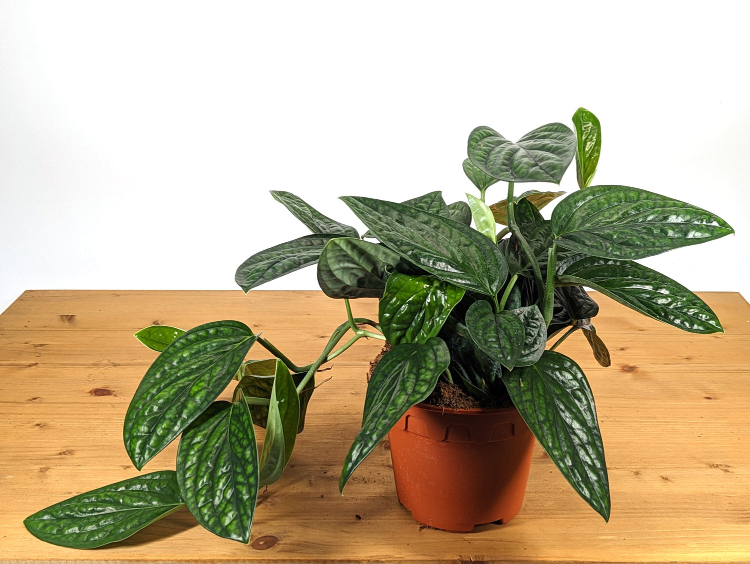 Monstera Peru
