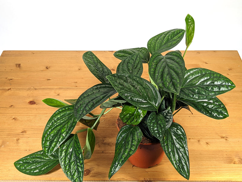 Monstera Peru
